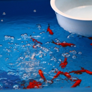 high-angle-view-fish-water-table-min